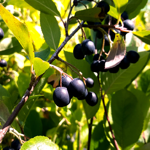 NERO ARONIA - (Aronia melanocarpa)